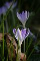 Crocuses, Tindale Gardens IMG_6822